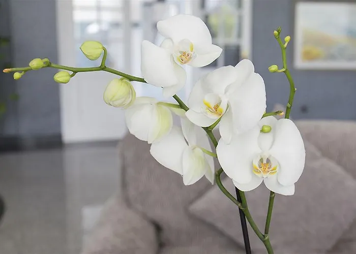 Adrian Colon Guanahani Adultos Only Costa Adeje (Tenerife)